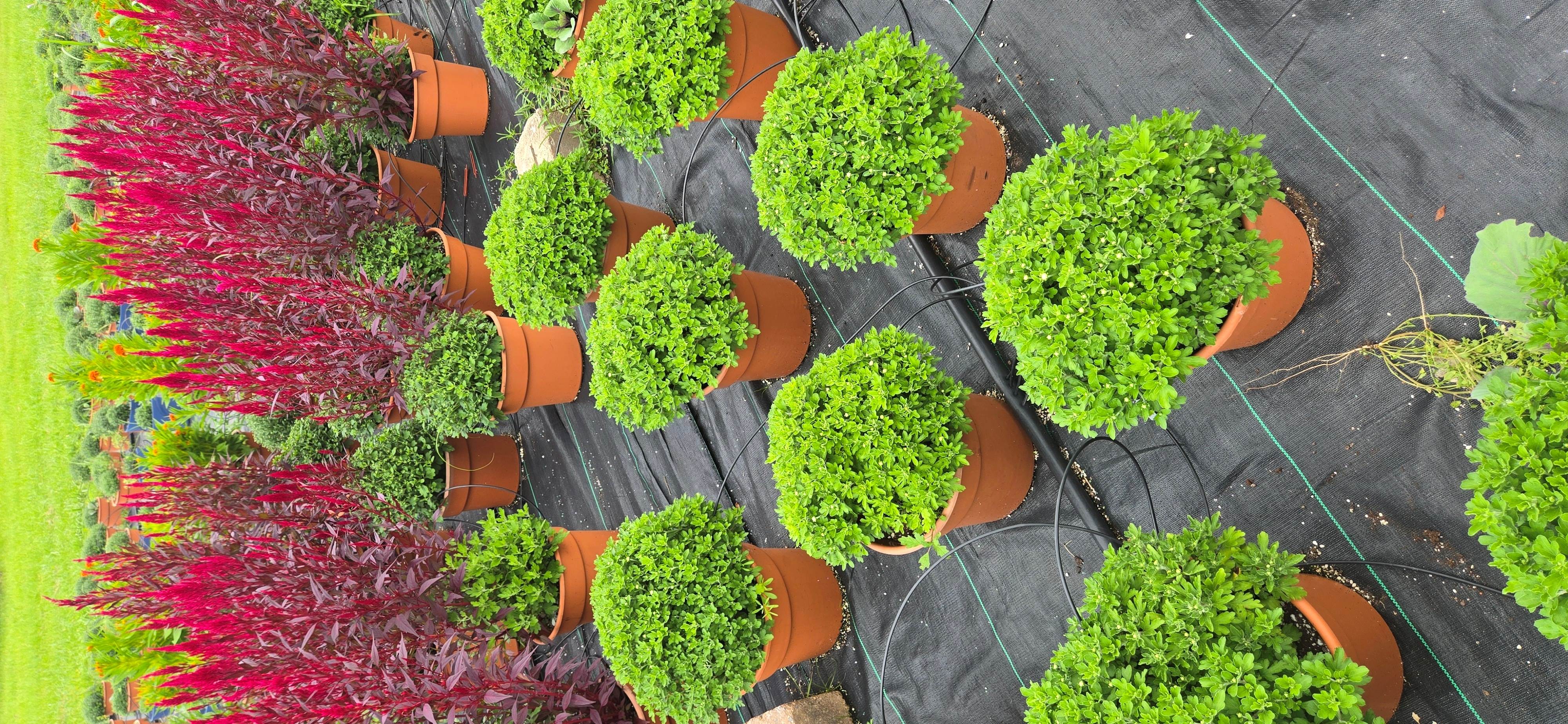 12" Mum/Mixed Deck Planter