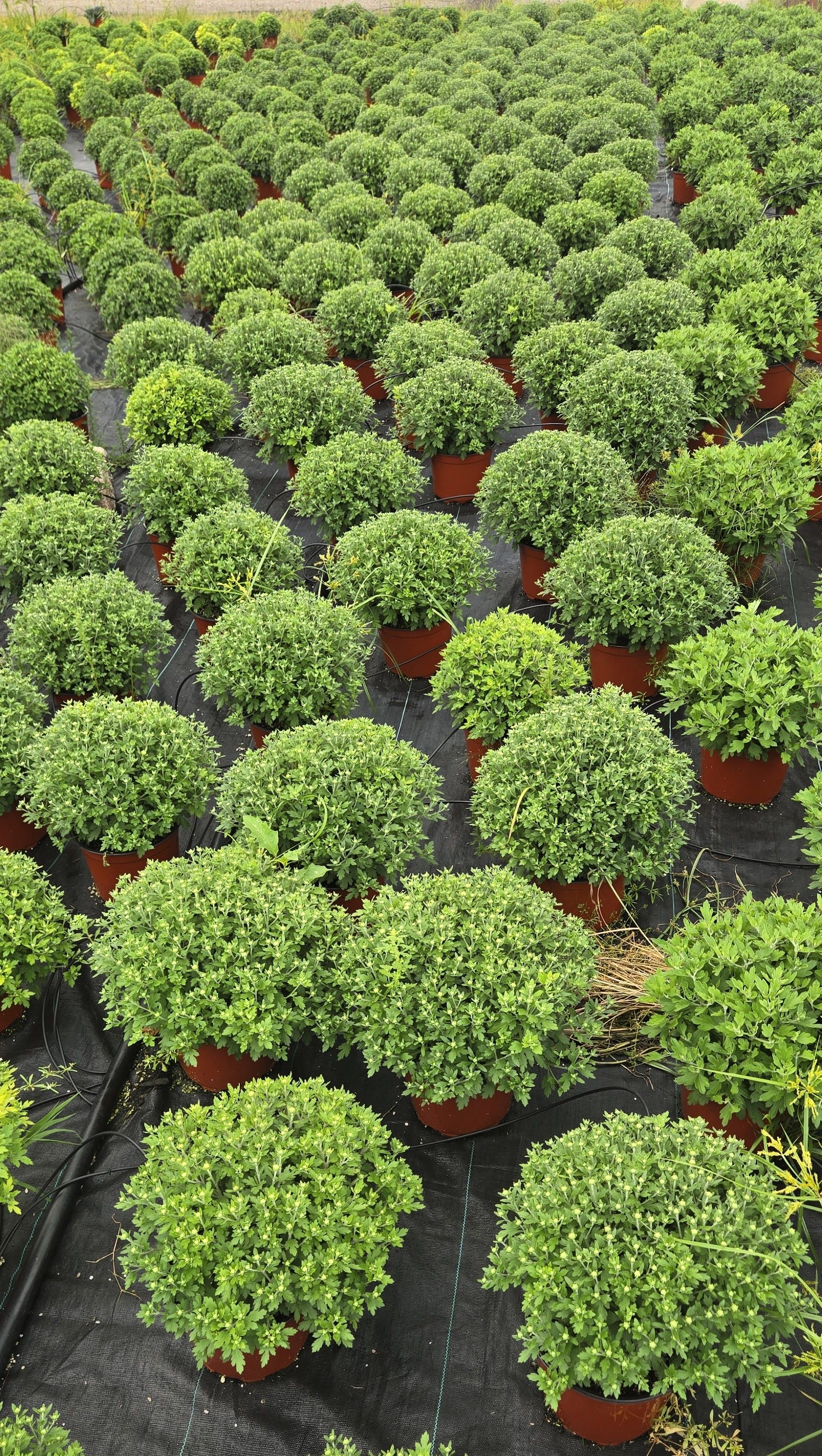8" Garden Mums โ 4-Pack